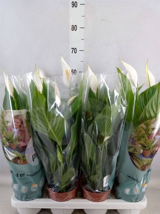 <h4>Spathiphyllum  'Sweet Silvio'</h4>