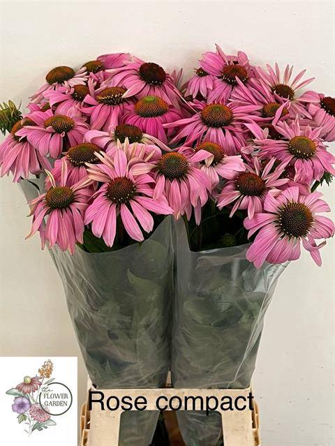 <h4>ECHI PURPUREA</h4>