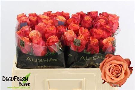 <h4>Rosa Firelight</h4>