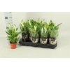 Spathiphyllum Pearl Cupido 7Ø 24cm 3fl