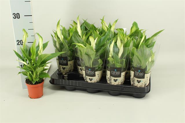 Spathiphyllum Pearl Cupido 7Ø 24cm 3fl