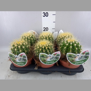 Echinocactus grusonii