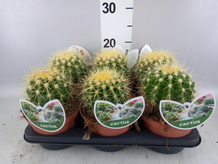 <h4>Echinocactus grusonii</h4>