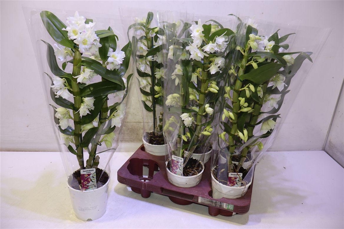 <h4>Dendr N Sc Apollon</h4>