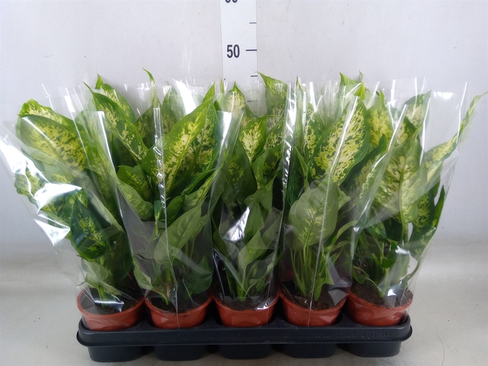<h4>Dieffenbachia  'Compacta'</h4>