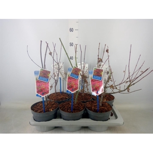 Acer palmatum 'Atropurpureum'