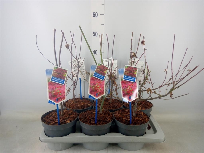 <h4>Acer palmatum 'Atropurpureum'</h4>