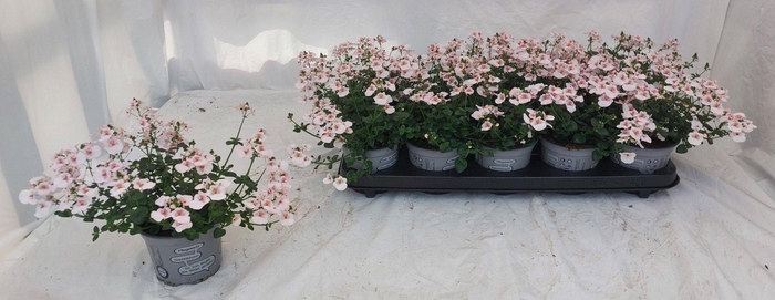 <h4>DIAS PICCAD APPLEBL</h4>