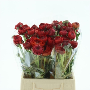 Ran Su Tango Red Extra