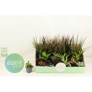 Kamerplanten gemengd