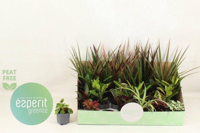 <h4>Kamerplanten gemengd</h4>