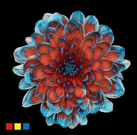 <h4>Chr T Altaj Bazooka</h4>