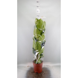 Ficus altissima