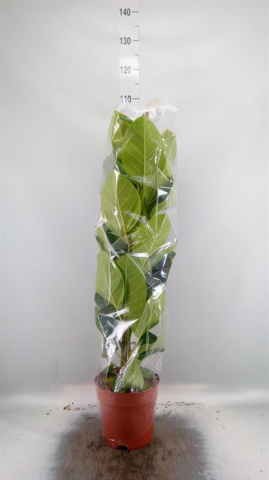 <h4>Ficus altissima</h4>