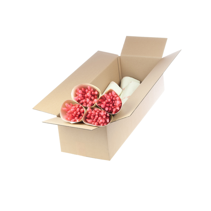 <h4>Lagurus pink</h4>