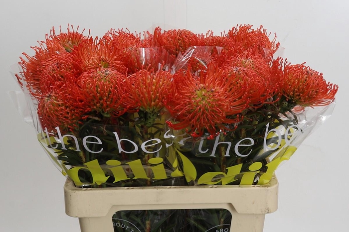 <h4>Nutans Succession</h4>