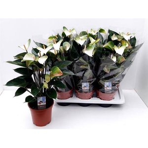 ANTHURIUM ADIOS SPRING P17 8+