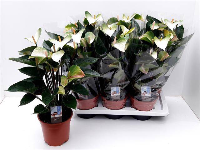 <h4>ANTHURIUM ADIOS SPRING P17 8+</h4>