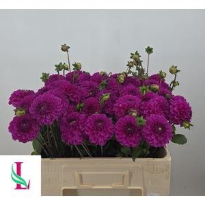 DAHL BALL PURPLE FOX