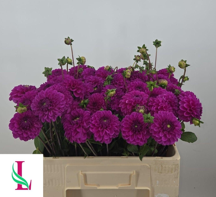 <h4>DAHL BALL PURPLE FOX</h4>