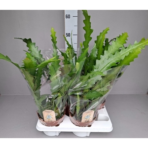 EPIPHYLLUM ANGULIGER