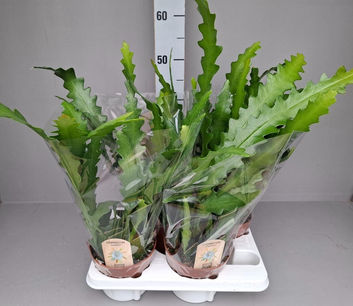 <h4>EPIPHYLLUM ANGULIGER</h4>