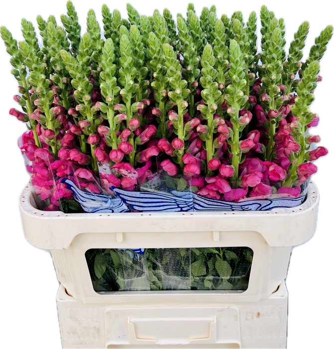 <h4>Antirrhinum Avignon Rose</h4>