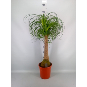 Beaucarnea recurvata