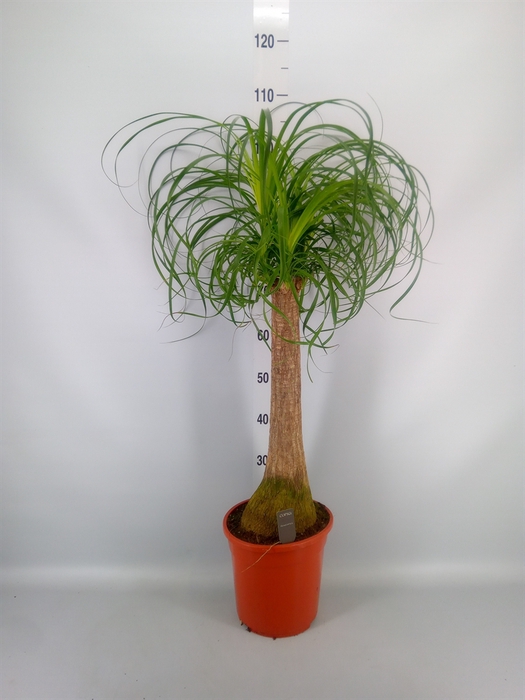 <h4>Beaucarnea recurvata</h4>