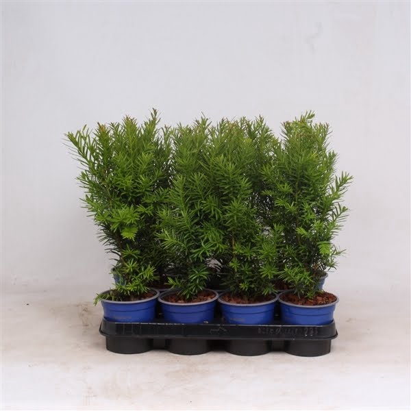 <h4>Taxus media 'Hicksii'</h4>