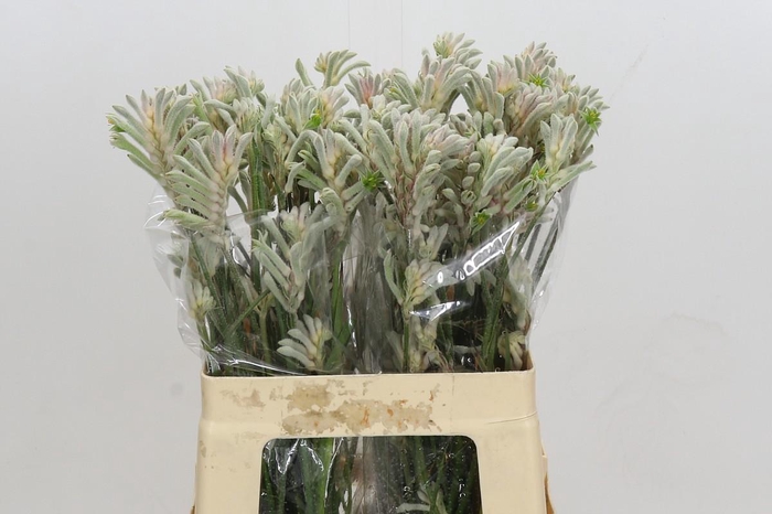 <h4>Anigozanthos Bush Diamond</h4>