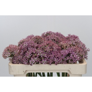 Allium Pink Jewel