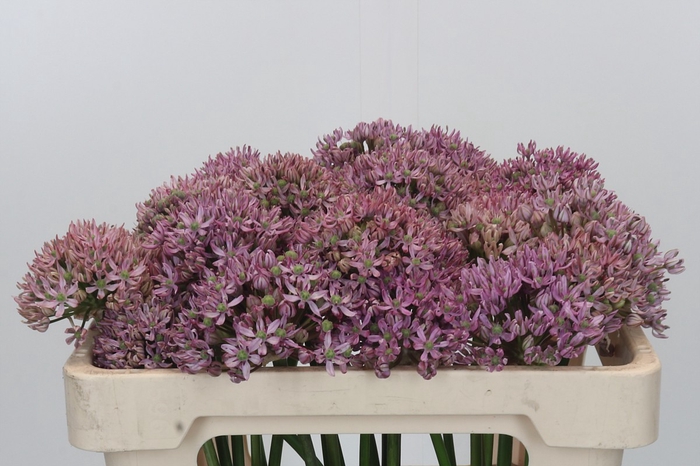 <h4>Allium Pink Jewel</h4>