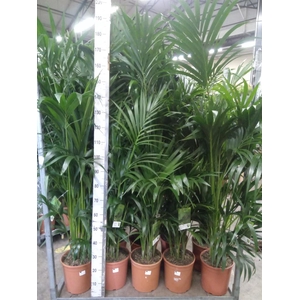 Howea forsteriana