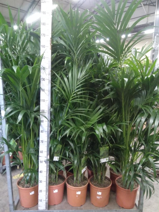 <h4>Howea forsteriana</h4>