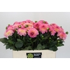 Dahlia Esli