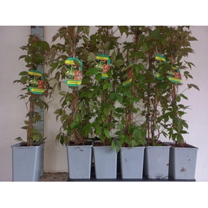 Parthenocissus tric. Veitchii