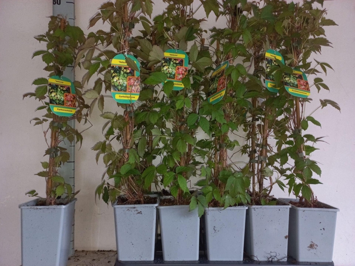 <h4>Parthenocissus tric. Veitchii</h4>