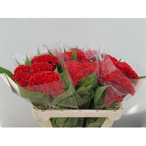 Celosia Smashing Verano