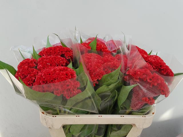 <h4>Celosia Smashing Verano</h4>