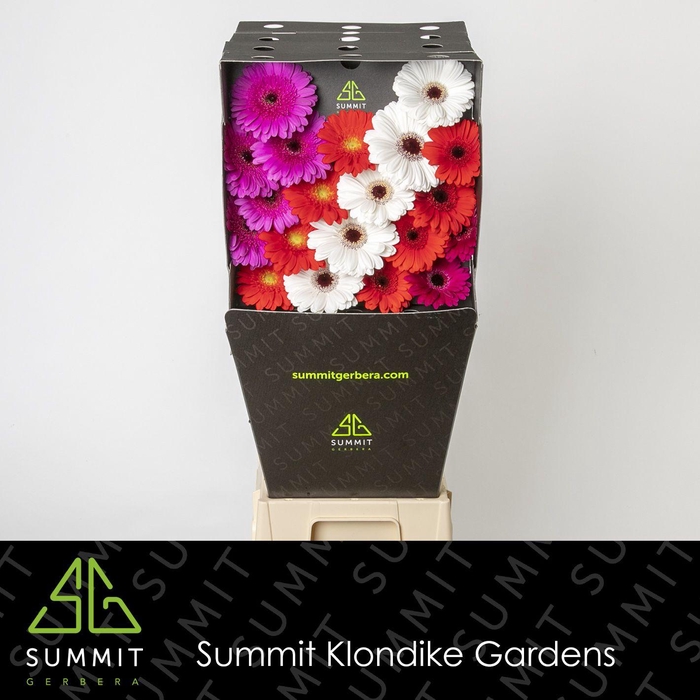 <h4>GE MI MIXED CHRISTMAS DREAM Diamond per kaart Mini</h4>