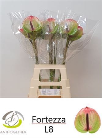 <h4>ANTH A FORTEZZA</h4>