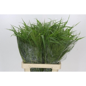 Panicum Fountain