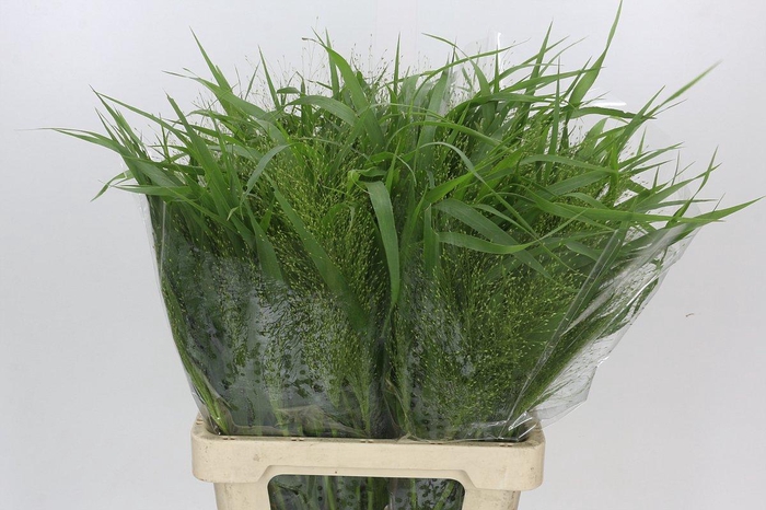 <h4>Panicum Fountain</h4>