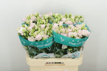 <h4>EUS G CHAC WED PINK</h4>