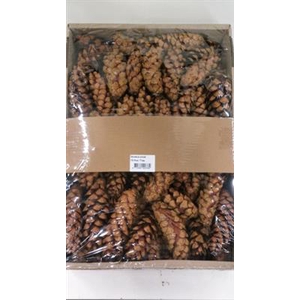K.STROBUS NATUREL X50