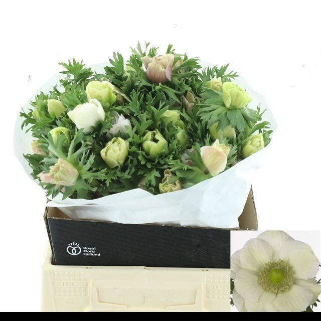 <h4>Anem Co Mis + White</h4>