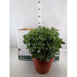 Crassula arborescens subsp. undilat