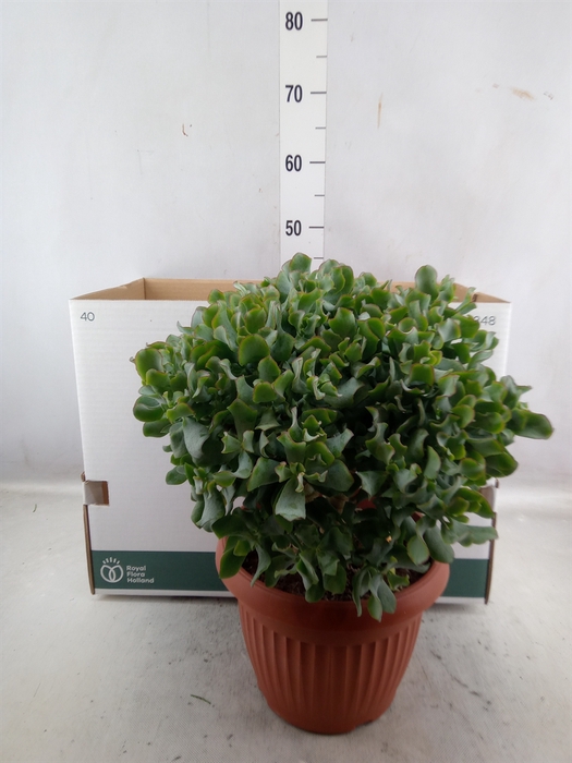 Crassula arborescens subsp. undilat