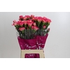 Dianthus St Spritz